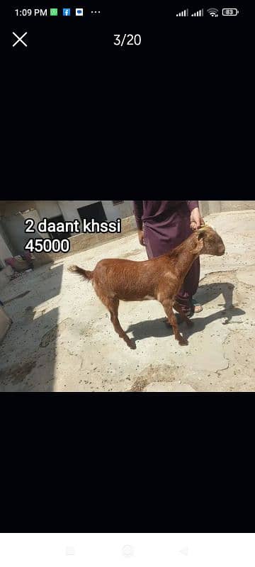 Qurbani 2k25 k lye bkre Available for sale h 15