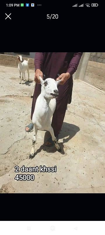 Qurbani 2k25 k lye bkre Available for sale h 16