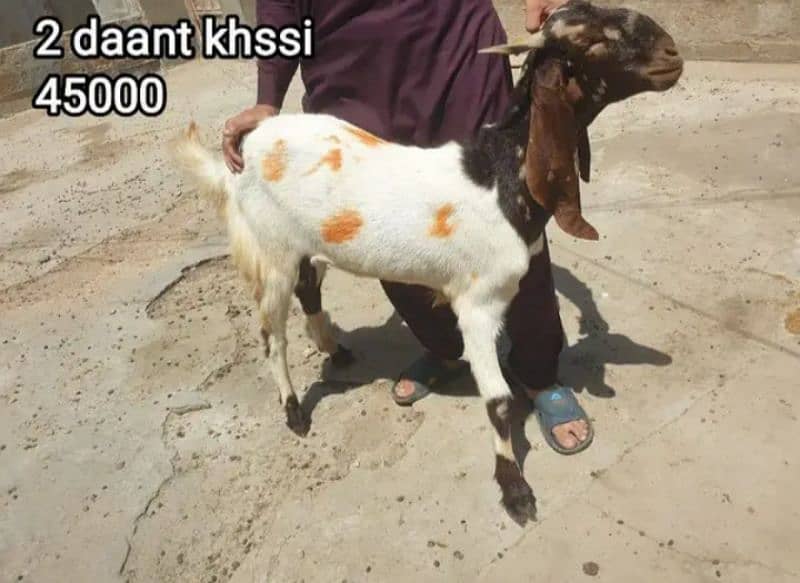 Qurbani 2k25 k lye bkre Available for sale h 17