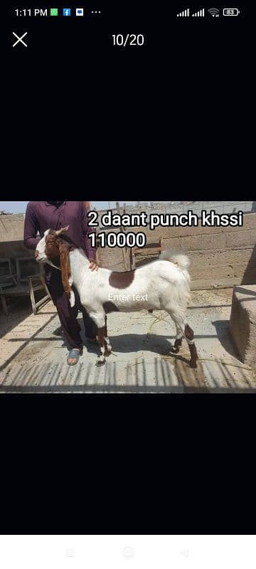 Qurbani 2k25 k lye bkre Available for sale h 18
