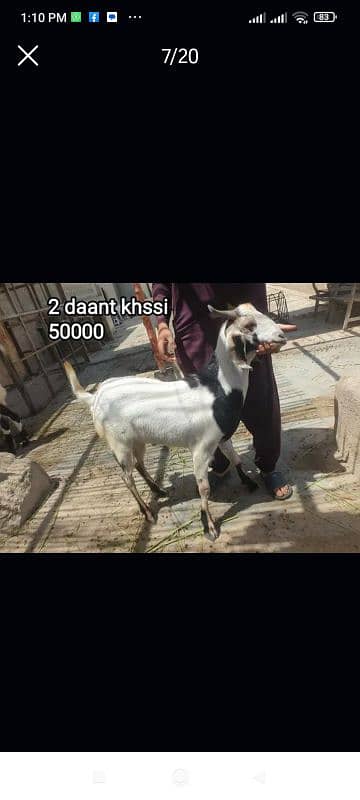 Qurbani 2k25 k lye bkre Available for sale h 19