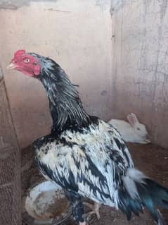 اسیل بریڈر مرغا 0316/532/2550