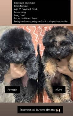 German Shepherd Puppies