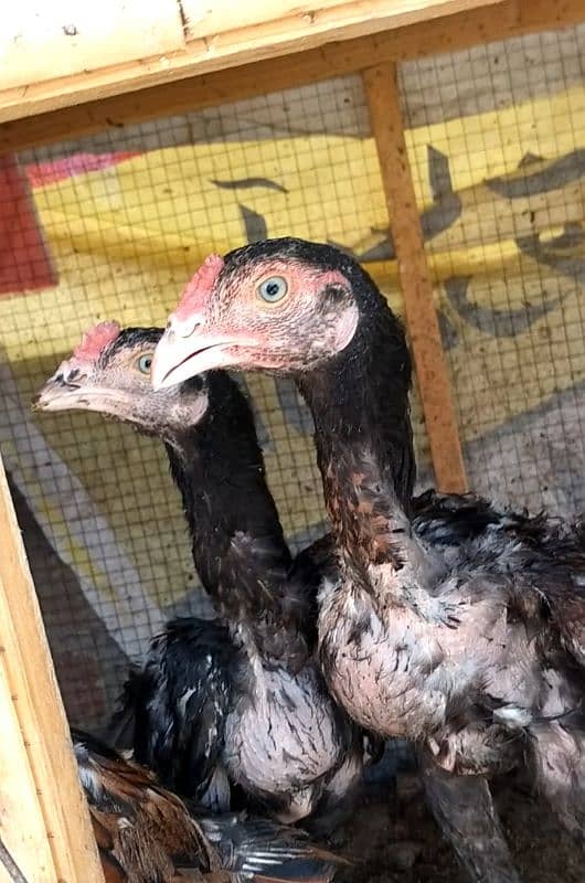 Assil & Bentum Chicks for sale 5