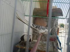cocktail birds white