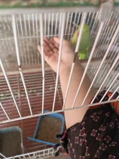 pigeon and parrots