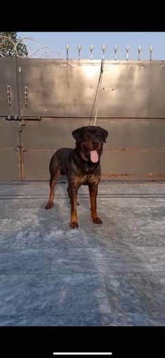 Rottweiler male for sale