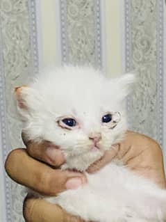 Persian
