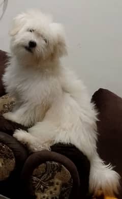 for