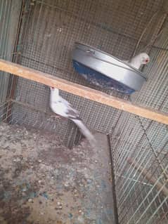 Doves