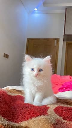 persian kitten with blue eyes