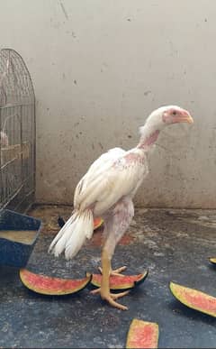 heera