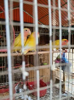 BREEDER PAIR WITH 1 PATHA COMMON LUTINO