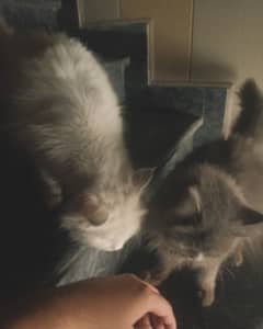 Persian Cats for Sale - Lillie & Simba