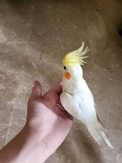 cockatiel