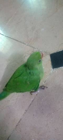Beautifull