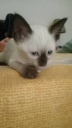 Siamese kittens