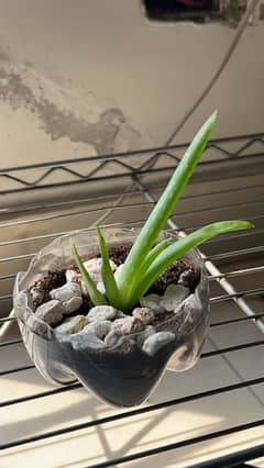Aloe