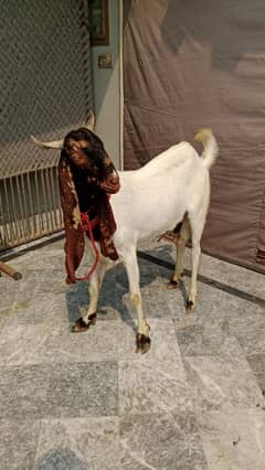 Nawab Shahi Sindhi Bakra Jori