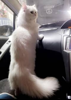 Persian cat triple kot long hair