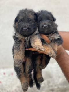 german shepherd puppies