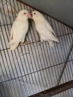 albino