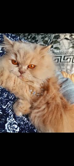 Persian