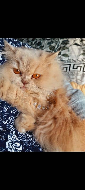 Persian female kitten, semi punch face