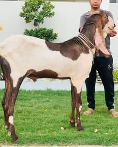 MASHALLAH SHERA NASAL BAKRA