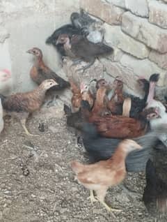 dasi Pathy chuzya