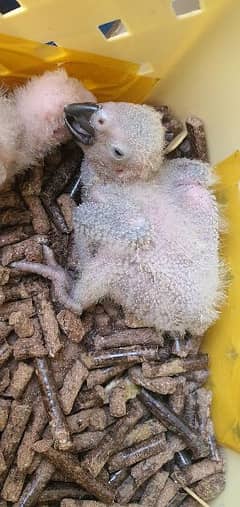 Grey parrot Chicks