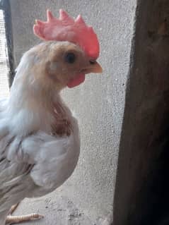2 months male chicks