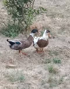 Ducks