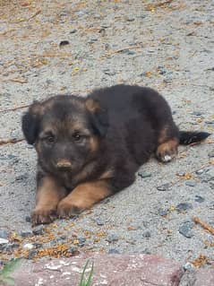 german