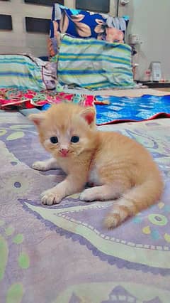 pure punch face kitten