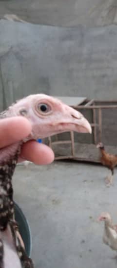 shamoo cross male or Thai, burmi, pakoya, mianwali chicks