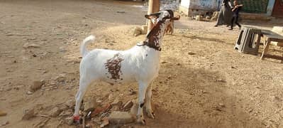 Bakra for sale  20 se 22 kg