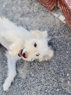 Russian Spitz for Sale – Very Friendly, Playful, and Full of Joy!