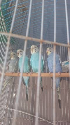 Budgie