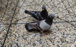 Piegeon