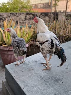 Aseel pair for sale