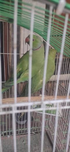 ringneck