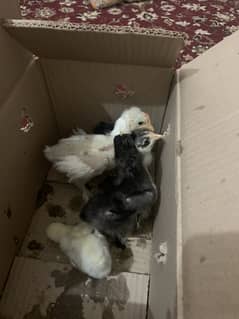 Bantam chicks