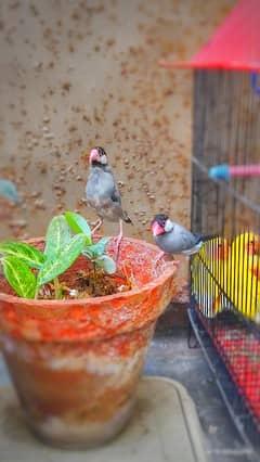 Birds