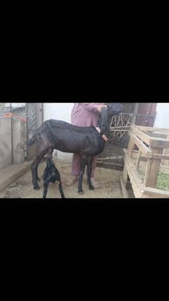 Black Bakri for sale