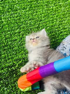 Persian Grey triple coated female kitten