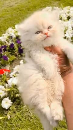 persian kittens | cute kittens | white kitten |calico kittens for sale