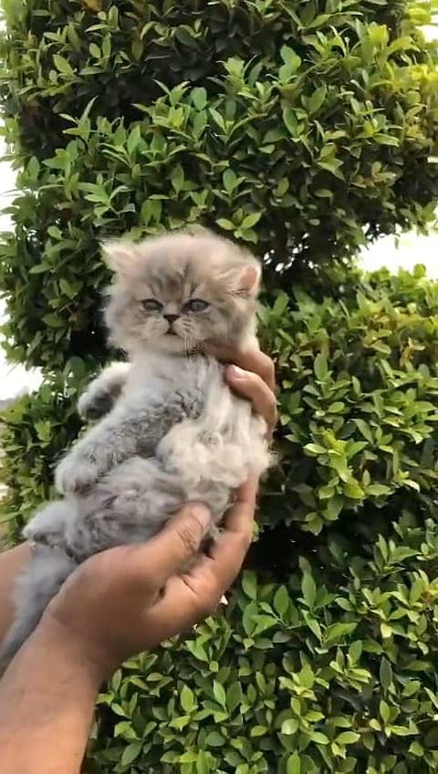 persian kittens | persian cat | fluffy kittens | triple coatted kitten 14