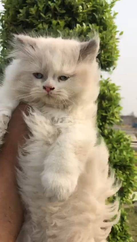 persian kittens | persian cat | fluffy kittens | triple coatted kitten 12