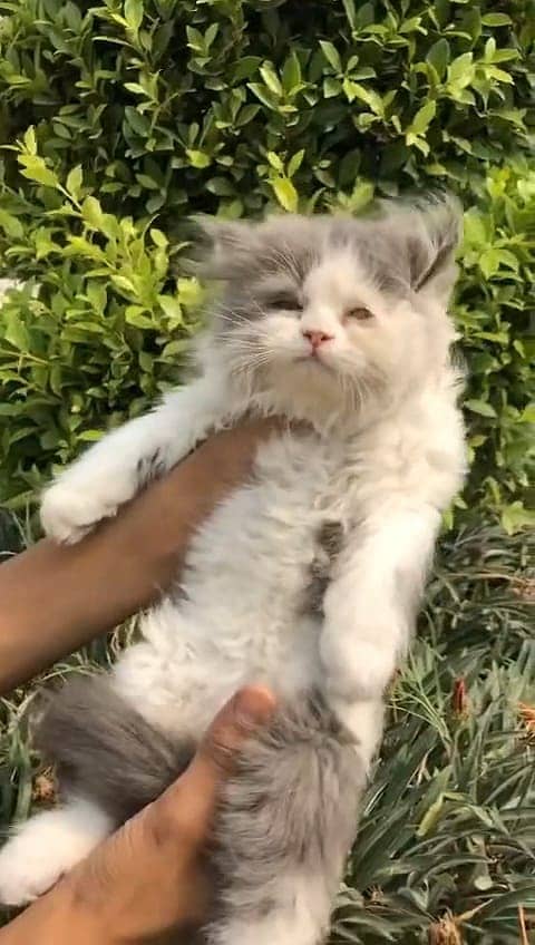 persian kittens | persian cat | fluffy kittens | triple coatted kitten 15